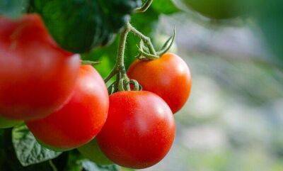 Как по внешнему виду помидоров определить правильный рост и развитие кустов - sadogorod.club