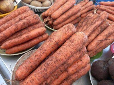 Морковь вырастет идеально ровная и сладкая, если соблюдать эти «золотые» правила: 5 секретов хорошего урожая - sadogorod.club