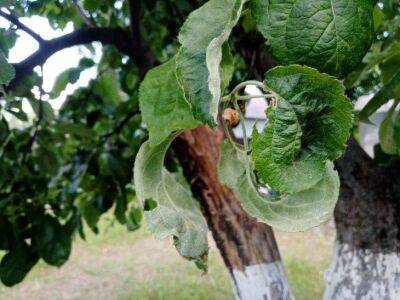 Секреты защиты яблони и груши от вредителей: как сберечь плодовый сад и сохранить урожай - sadogorod.club