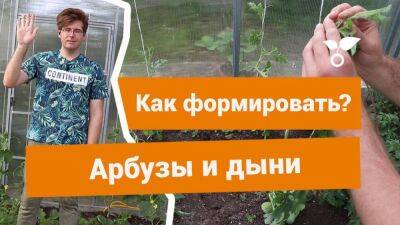 Как формировать арбузы и дыни в теплице? - sadogorod.club