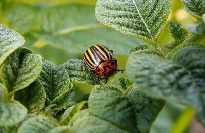 Какие насекомые вредят растениям: 9 самых опасных вредителей, которые лишают вас урожая - sadogorod.club