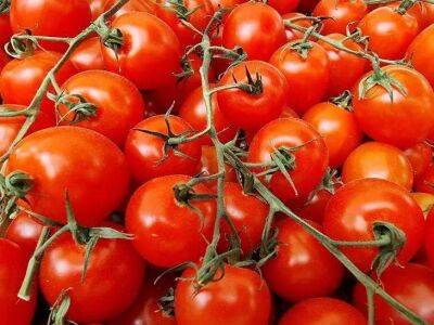 Елен Гутыро - Чем опрыскивать томаты в июле, чтобы росли как на дрожжах, не трескались и быстро краснели - sadogorod.club