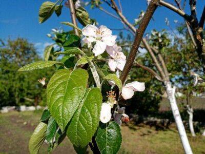 6 способов, которые помогут избавиться от лишайника и мха на плодовых деревьях на даче - sadogorod.club