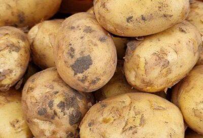 5 простых хитростей для получения удивительно большого урожая картофеля: советы бывалых дачников - sadogorod.club