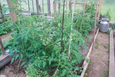 Для чего поливать помидоры марганцовкой несколько раз в период вегетации - sadogorod.club