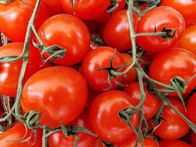Елен Гутыро - Как хитро кормить томаты, чтобы урожай был максимальным, а плоды мясистыми и сладкими - sadogorod.club