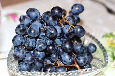 Ушлые садоводы дают винограду эту подкормку в июне и собирают урожай ведрами - sadogorod.club