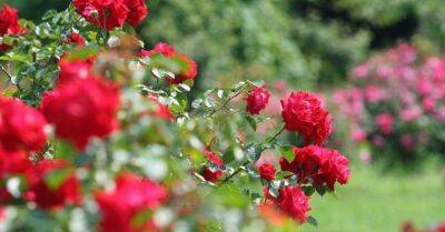 Спутник розы: 8 лучших цветов-компаньонов для роз - sadogorod.club