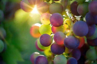 Почему виноград сохнет, а не спеет: 3 основные причины - sadogorod.club - Виноград