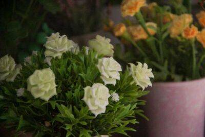 Простой рецепт копеечной, но полезной подкормки для комнатных растений: зацветет даже самый хилый цветок - sadogorod.club