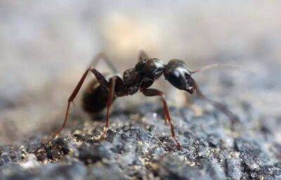 Елен Гутыро - Копеечное средство – и муравьи исчезнут с огорода сразу и навсегда: так поступают умные дачники - sadogorod.club