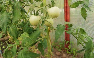 Урожай до 20 кг помидоров с куста: секретная подкормка, благодаря которой томаты пускаются в небывалый рост - sadogorod.club