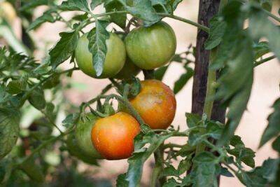 Подкормка томатов нашатырным спиртом (аммиаком): пропорции, после высадки - sadogorod.club