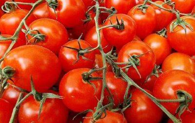 Полейте томаты и перцы аспирином: результат потрясающий и удивит бывалых огородников - sadogorod.club