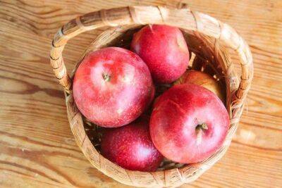 Игорь Зур - Как правильно покупать яблоки и как выбрать "женский" фрукт: фермеры рассказали - lifehelper.one