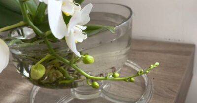 Великолепные орхидеи, здоровые и цветущие: выращивание без грунта - lifehelper.one