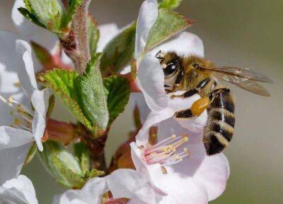 Как привлечь пчел и шмелей для опыления в сад: простой трюк от опытных садоводов - lifehelper.one