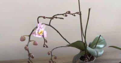 Здоровые и цветущие орхидеи: простая хитрость после завтрака - lifehelper.one