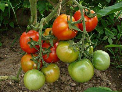 Полив помидоров марганцовкой. Зачем это нужно делать несколько раз в период вегетации? - lifehelper.one