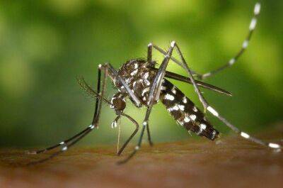 Проверенное народное средство от мошек и комаров: только натуральные компоненты - lifehelper.one