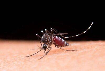 На что слетаются комары и как правильно одеваться, чтобы не провоцировать их? - lifehelper.one