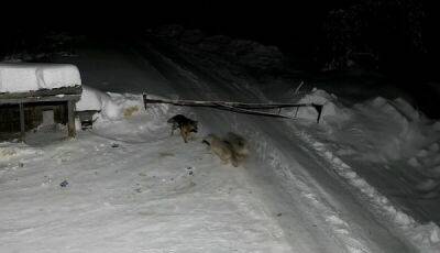 Стая волков напала на собаку в Пермском крае - porosenka.net - Пермский край