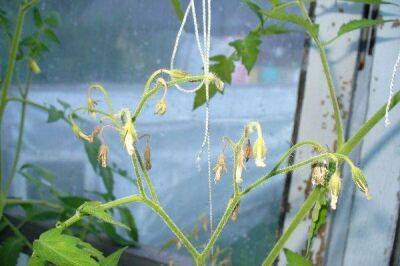 Почему не завязываются плоды у томатов в теплице: что делать, если опадают цветы и завязь - sadogorod.club
