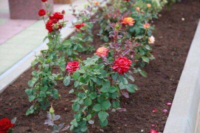 Чем подкормить розу для пышного цветения: главный компонент удобрения растет на вашем огороде - sadogorod.club