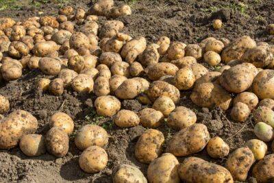 Современный подход к выращиванию картофеля - sadogorod.club