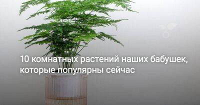 10 комнатных растений наших бабушек, которые популярны сейчас - sadogorod.club - Юар