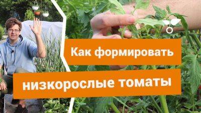 Как формировать низкорослые томаты в открытом грунте? - sadogorod.club