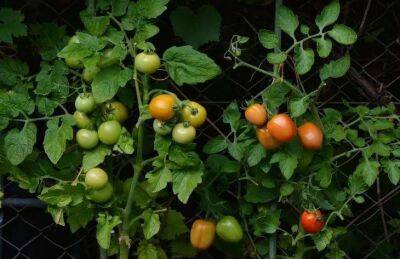 Что посадить в ноги к помидорам: 4 растения, которые и сами вырастут, и томатам не навредят - sadogorod.club