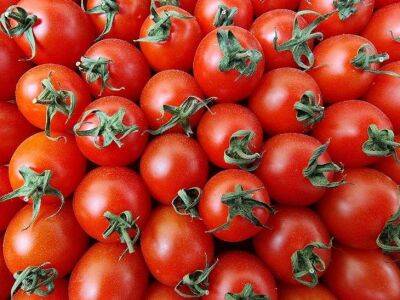Как увеличить урожайность томатов: залейте водой эту массу - и шикарное удобрение для овощей будет готово - sadogorod.club