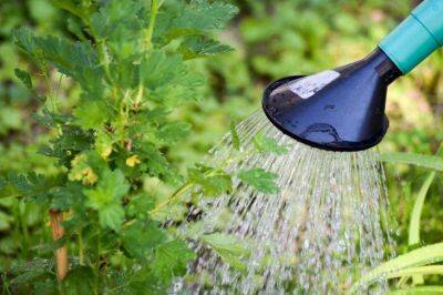 Можно ли поливать огород водой, которая зацвела: знающие дачники делают так - sadogorod.club