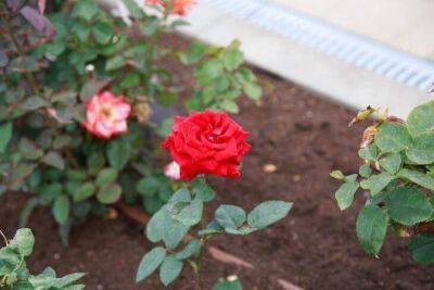 Лучшее удобрение для роз: секрет выращивания красивых цветов безо всякой «химии» - sadogorod.club