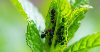Борьба с муравьями на садовом участке - sadogorod.club