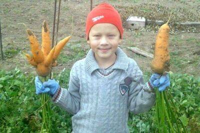 Как ухаживать за морковью в открытом грунте? - sadogorod.club