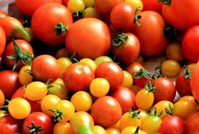 Как увеличить урожайность томатов: шикарное удобрение для овощей - sadogorod.club
