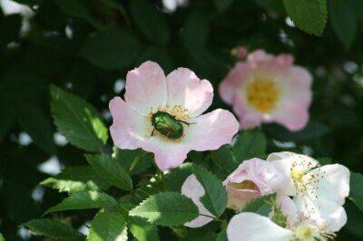 Как избавиться от зеленых блестящих жуков на розах: простой и экологичный метод избавления от жука-бронзовки - sadogorod.club