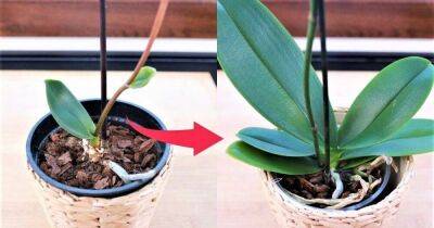 Дельный совет по уходу за орхидеей: и ваша орхидея будет цвести круглый год - lifehelper.one