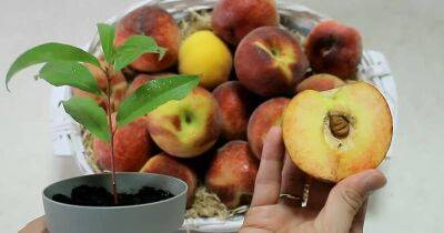 Персиковая косточка даст росток за 15 дней. Вырастите персиковое дерево без труда - cpykami.ru