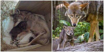 Малыш исчезающего красного волка растёт и дарит надежду учёным - mur.tv