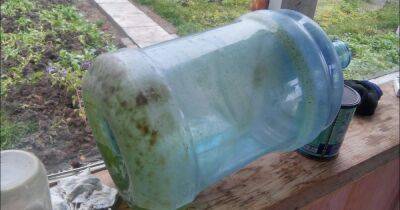 Баклажка 19-литров стала зеленой: как отмыть полезный сосуд от грязи и водорослей - novate.ru