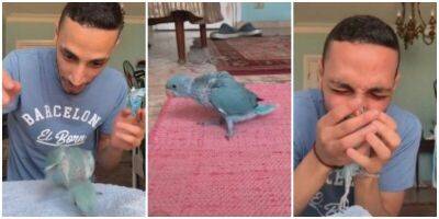 Реакция парня на первые шаги спасённого попугая растопит любое сердечко - mur.tv