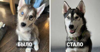 15 фотографий, которые показывают, как быстро растут и меняются собаки, превращаясь из щенков в больших псов - mur.tv
