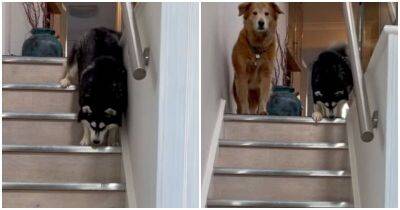 Слепая собака смело спускается по лестнице - mur.tv