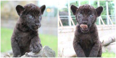 Котёнок редчайшего чёрного ягуара из Удмуртского зоопарка - mur.tv