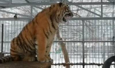 В российском зоопарке взошла "звезда": у тигрёнка прорезался звонкий голос, и он запел! - porosenka.net