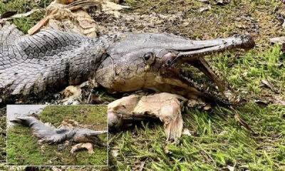 Рыба-крокодил напугала сингапурцев - porosenka.net - Сингапур - Сша - Республика Сингапур