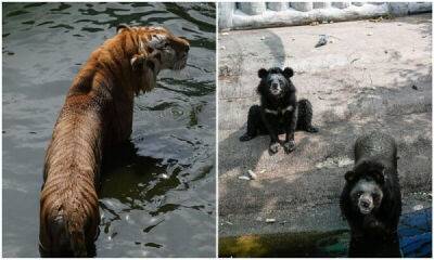 Посетителей шокировал зоопарк Самутпракан в Таиланде - porosenka.net - Таиланд